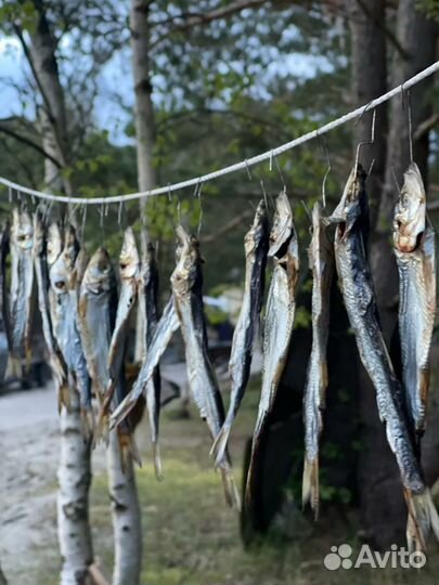 Копченая рыба Балтийская