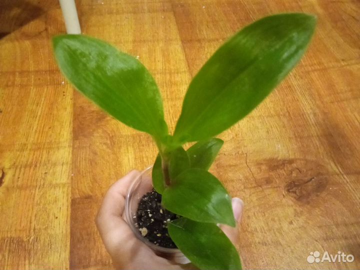 Традесканция