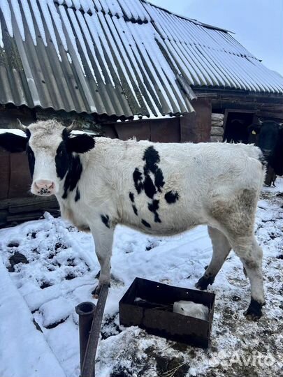 Нетель стельная