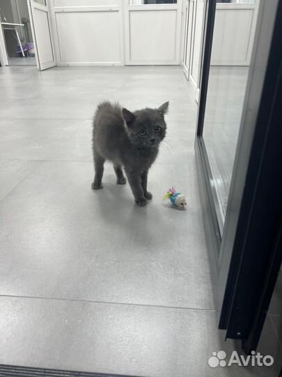 Котёнок 2,5 месяца