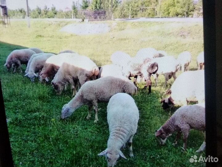 Овцы бараны ягнята
