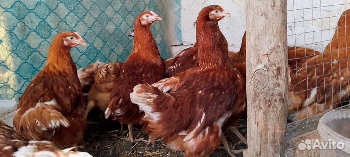 Куры молодки