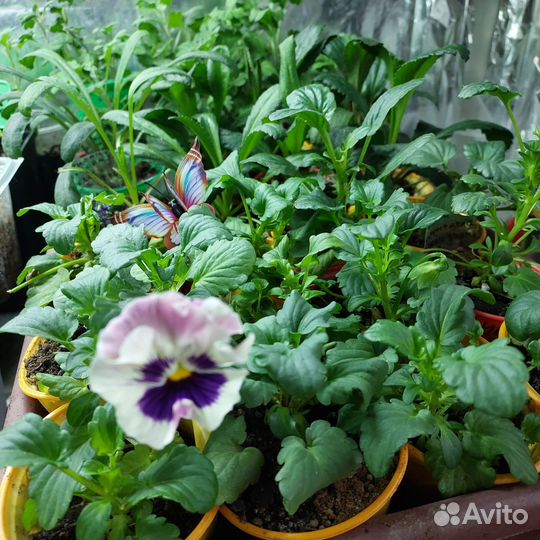 Рассада виолы