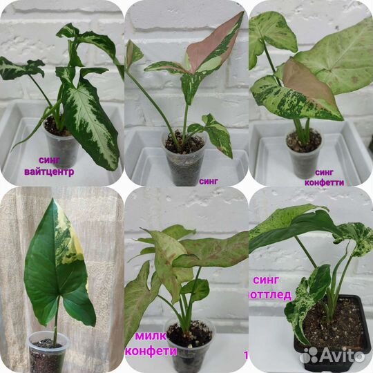 Филы и другие цветы