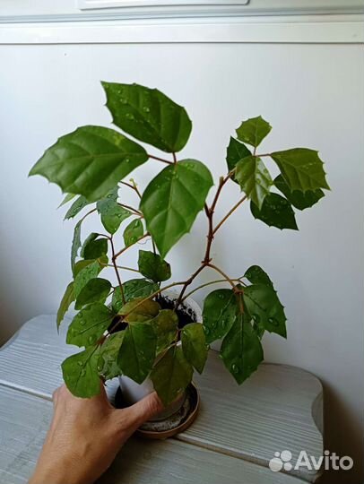 Циссус (березка или комнатный виноград)