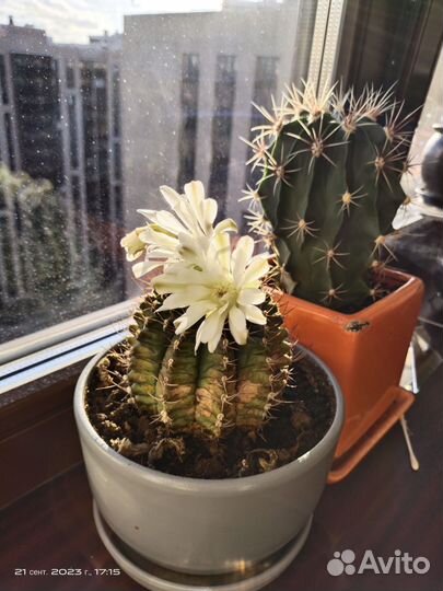 Кактус Гимнокалициум Фридриха