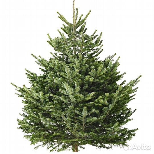 Елка Норманда в кадках Premium из Дании опт