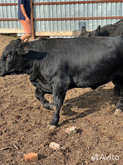 Бычки на Плем