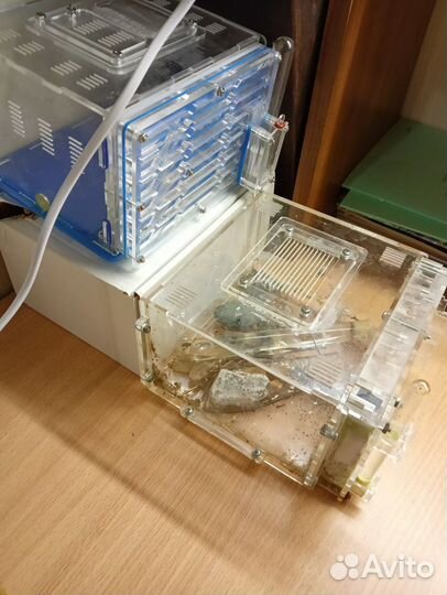 Муравьиная ферма