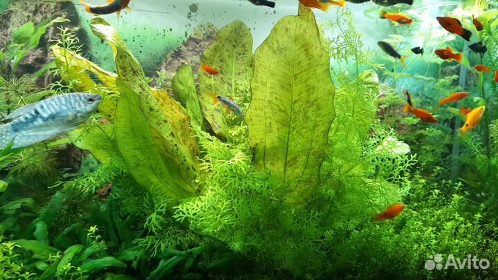Растения для аквариума