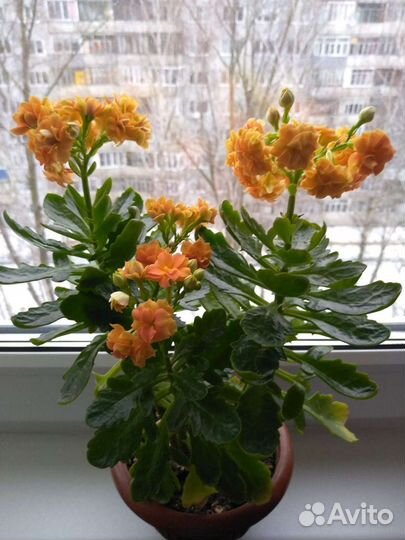 Каланхоэ оранжевого и красного цвета