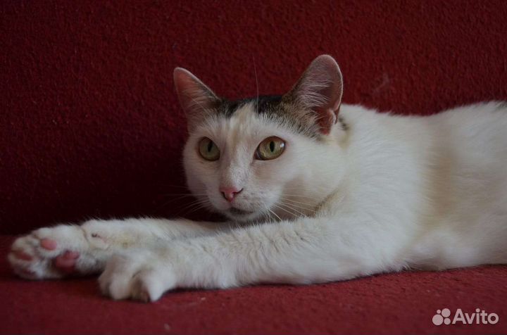 Кошка Варенька