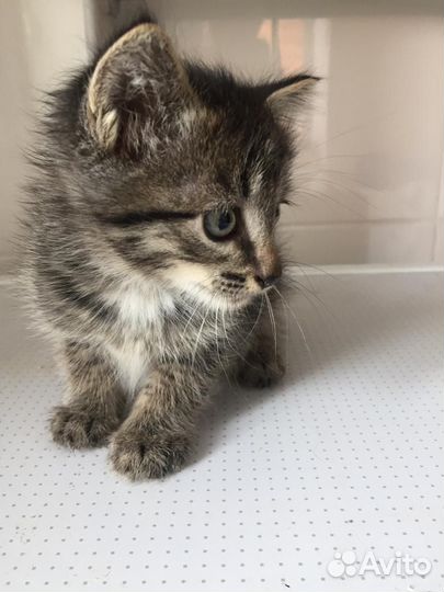 Котики в добрые руки