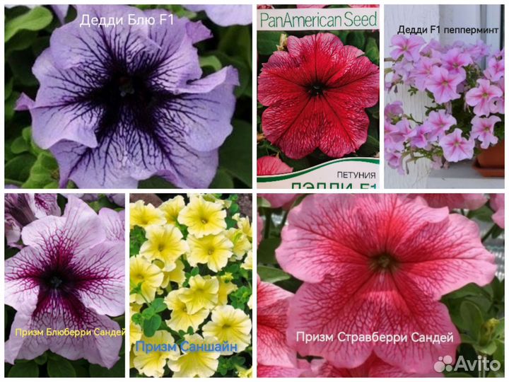 Петуния кустовая и ампельная