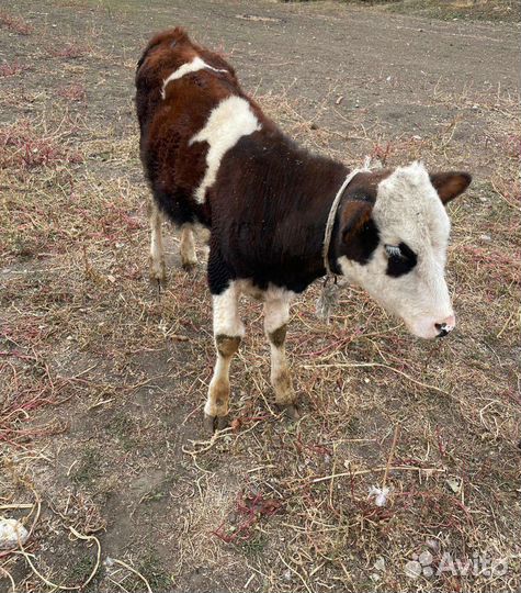 Бык и Теленок