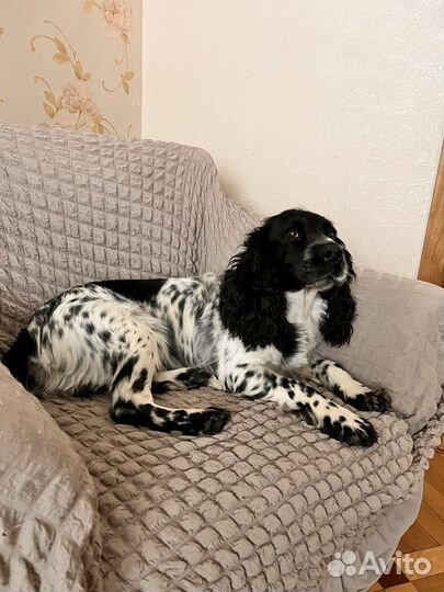 Кобель для вязки