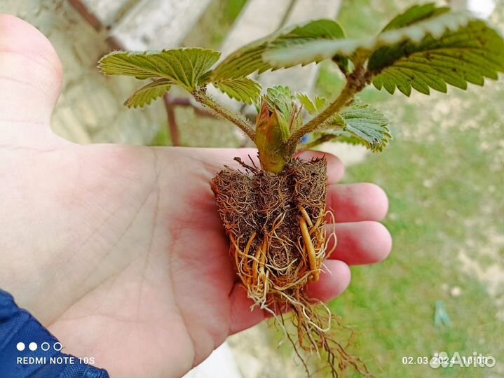 Рассада клубники клери