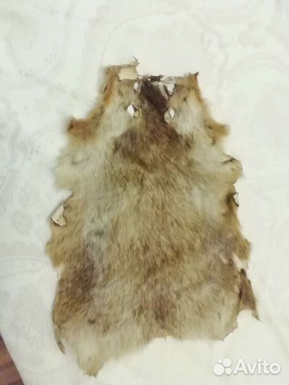 Шкурки сурка