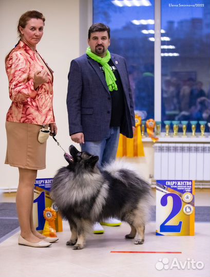 Вольфшпиц (Кеесхонд). Вязка