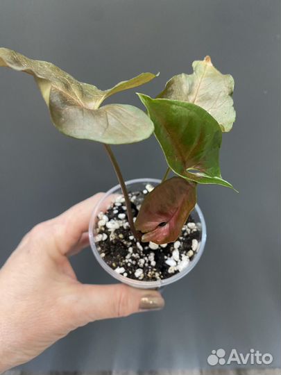 Сингониум брокант