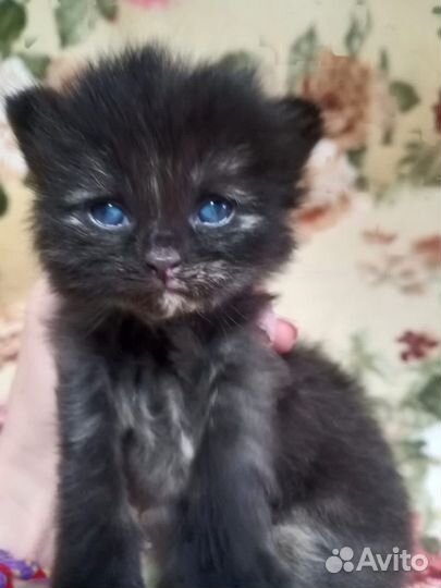 Котенок Веда