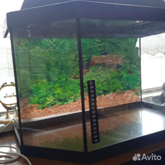 Аквариум