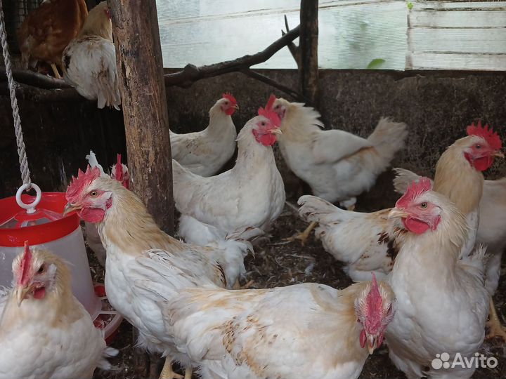 Петушки молодые