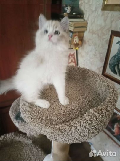 Невская маскарадная