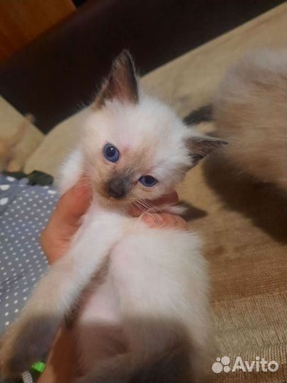 Котята