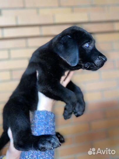 Щенки лабрадора черные