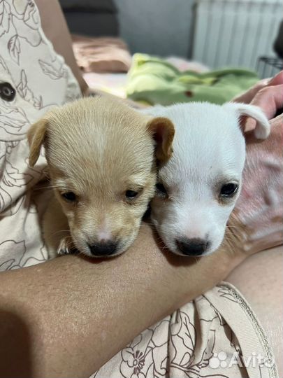 Щенки ищут дом