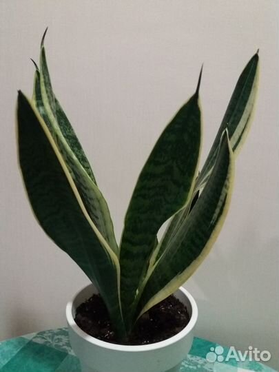 Щучий хвост