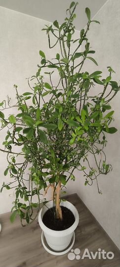 Синадениум