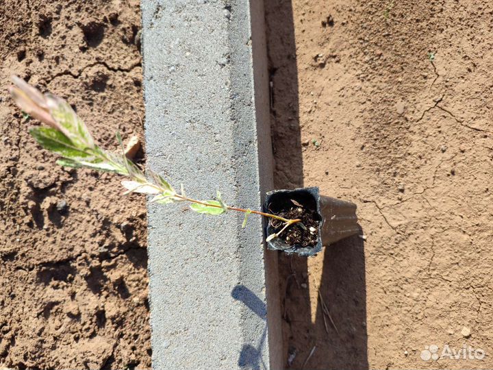 Ива цельнолистная хакуро-нишики