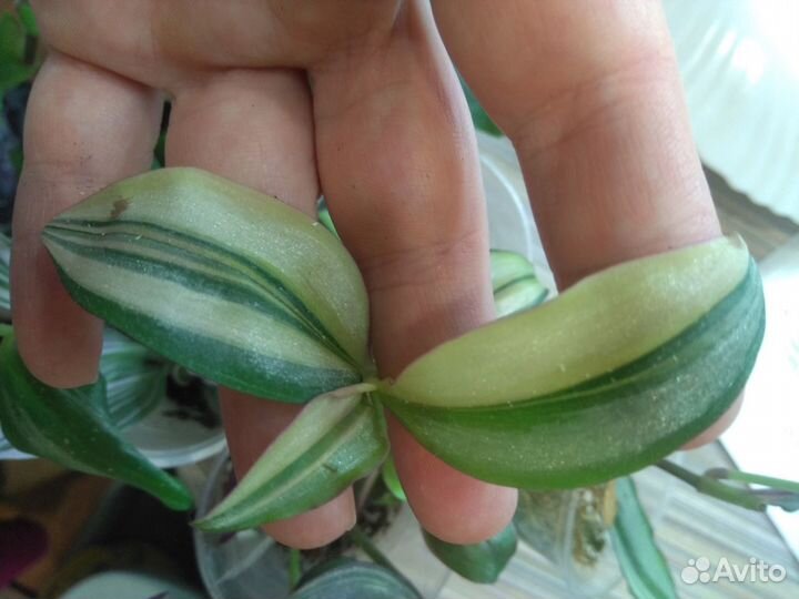 Традесканция и коллизия