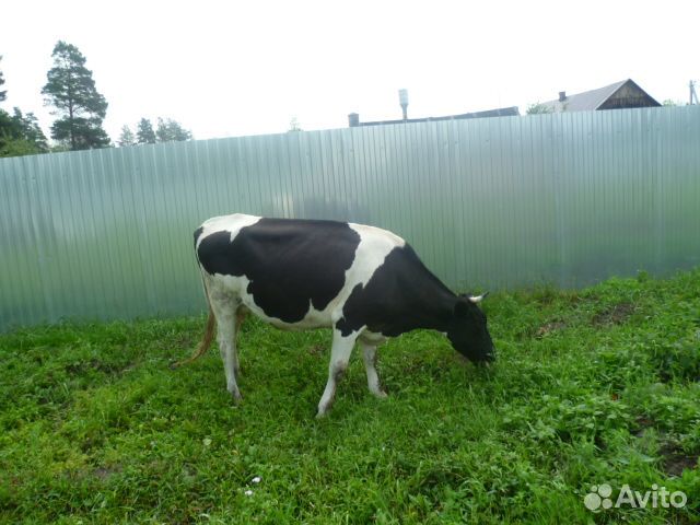 С/х животные