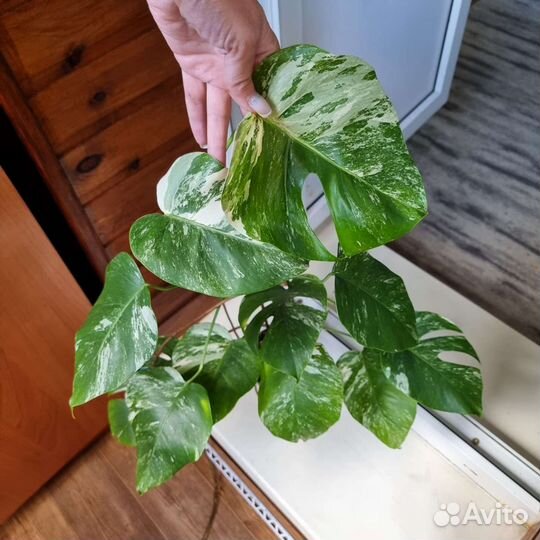 Монстера Альба