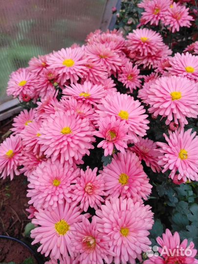 Хризантемы мультифлора