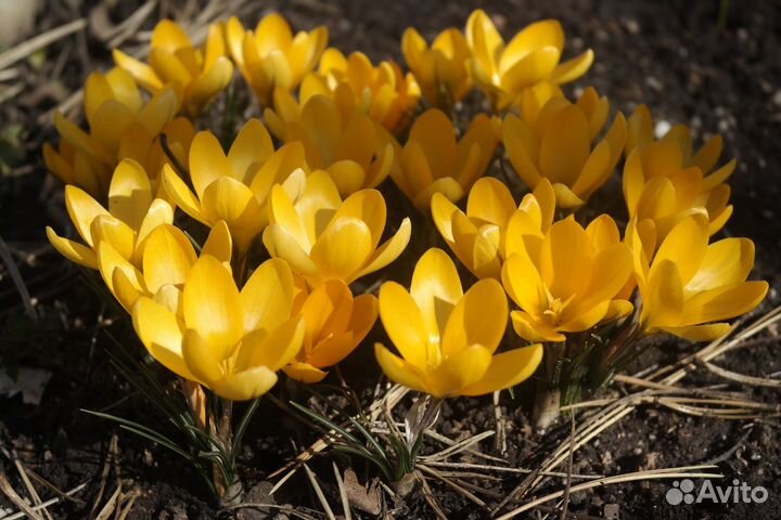 Нарцисс кантабрийский Мускари Крокусы Гиацинт