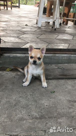 Продаются щенки