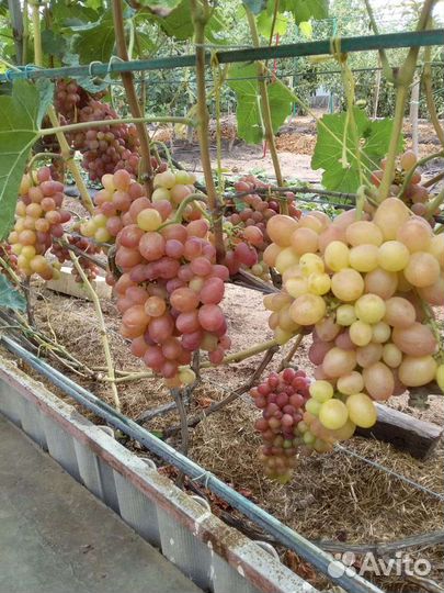 Саженцы и черенки винограда