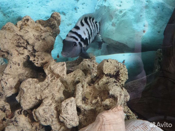 Аквариумные рыбки цихлиды