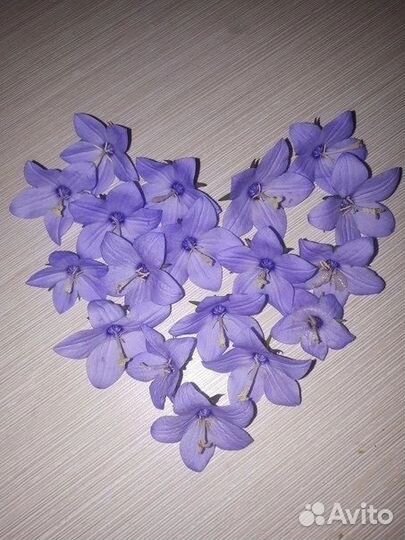 Кампанула жених