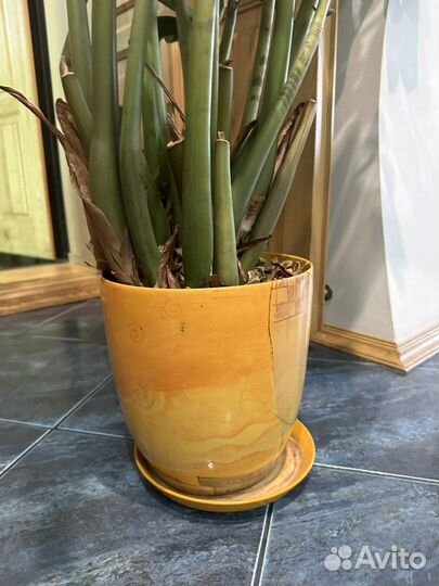 Замиокулькас долларовое дерево