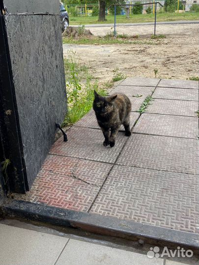 Кошка в добрые руки