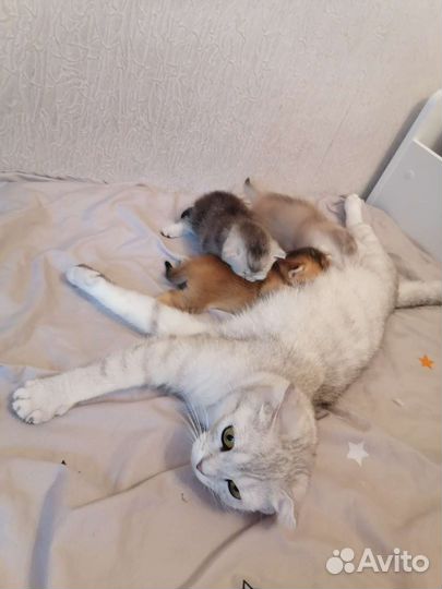 Шотландские котята