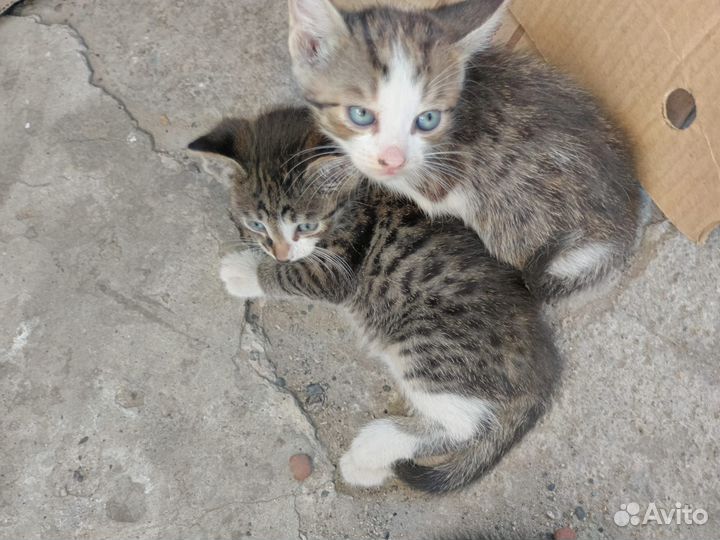 Кошка в дар