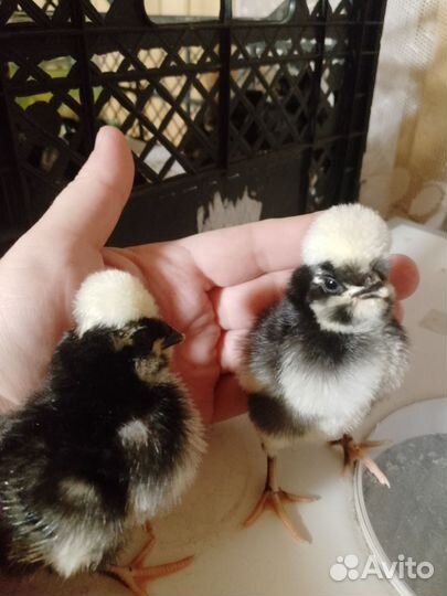 Голландская белохохлая инкубационное яйцо