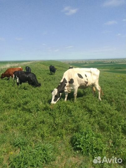 Коровы телята