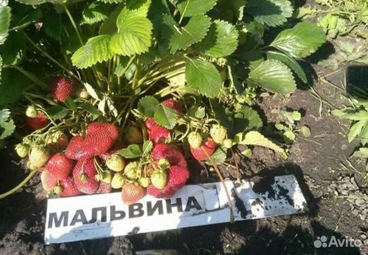 Саженцы клубники